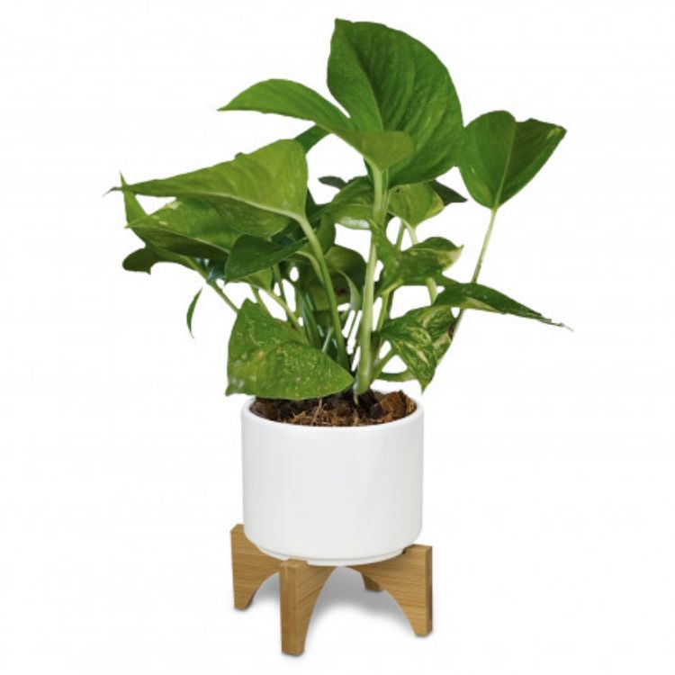 Picture of Planter with Bamboo Base